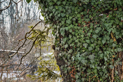 Close-up of ivy growing on tree trunk in forest