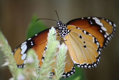 Close-up of butterfly pollinating flower