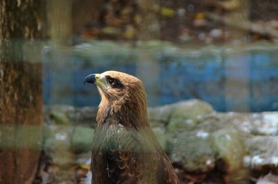 Close-up of eagle against blurred background