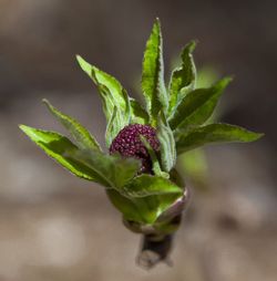 Close-up of leaves