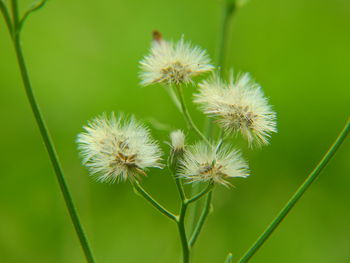 Close-up of dandelion flower