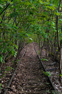 Narrow pathway along trees in forest