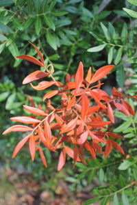 Close-up of flowers blooming outdoors