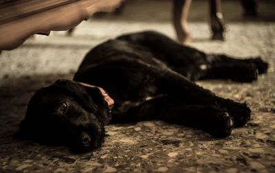 Close-up of black dog lying down