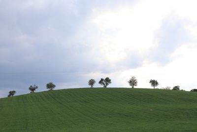 Trees on field against sky