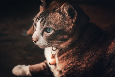 Close-up of a cat looking away