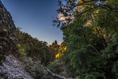 Low angle view of trees against sky