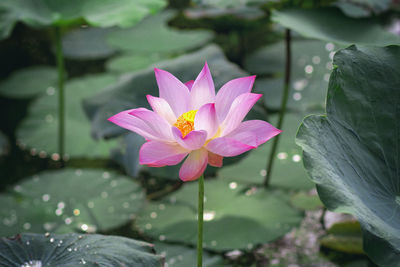 Close-up of pink lotus water lily in pond