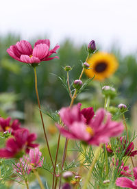 Close-up of pink cosmos flowers