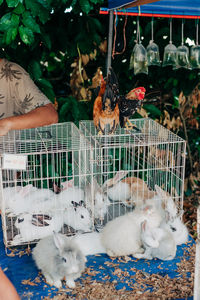 View of birds in cage