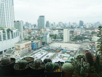 Close-up of potted plants against buildings in city