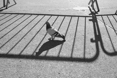 High angle view of bird on footpath