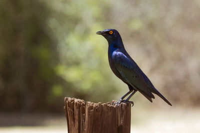 Close-up of bird perching on wooden post