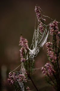 Close-up of spider web on plant