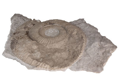 fossil