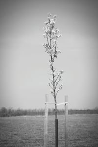 Tree on field against clear sky