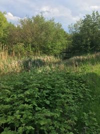 Plants growing on land against sky