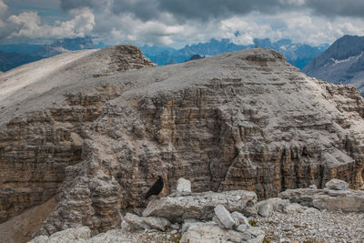 Black crow on big rock, pordoi pass, italian dolomites