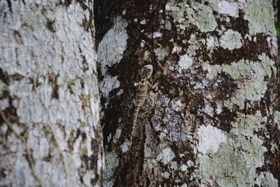 Full frame shot of tree trunk