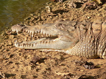 Close-up of crocodile in the sea