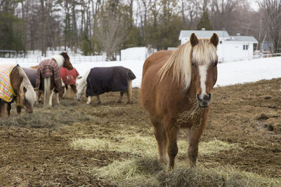 Frontal view of beautiful ginger horse with pale mane staring with hay in its mouth