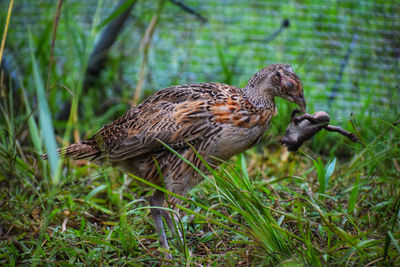 Bird perching on a field