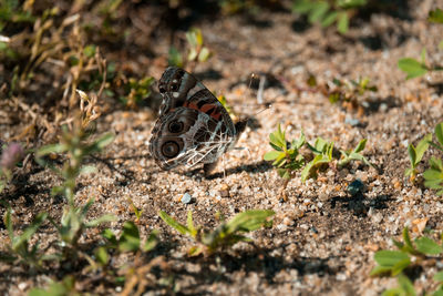 Close-up of butterfly on ground