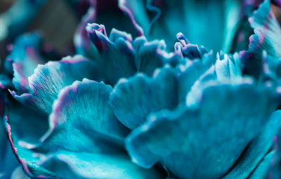 Full frame shot of blue flowers