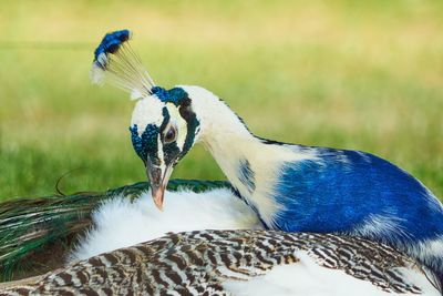 Close-up of peacock