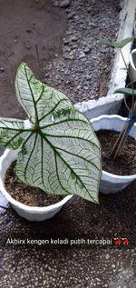 High angle view of potted plant on table