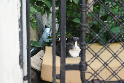 Portrait of cat outdoors