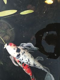 Close-up of red swimming in water