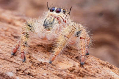 Close-up of spider
