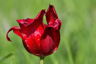 Close-up of wet red rose