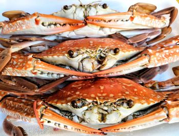 Close-up of steamed crab in plate