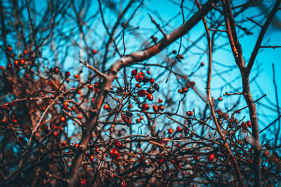 Low angle view of fruits on tree