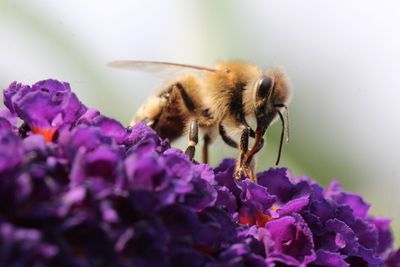 Close-up of bee on purple flower