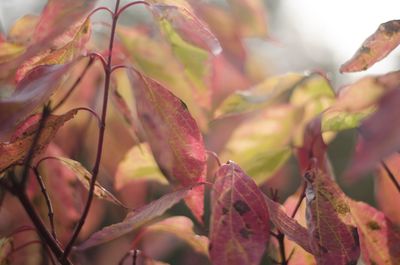 Close-up of pink leaves