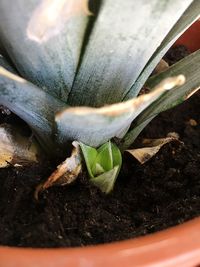 High angle view of lizard on plant