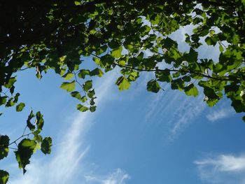 Low angle view of trees against sky