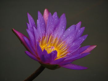 Close-up of purple water lily