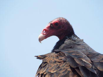 Close-up of a bird against clear sky