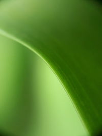 Close-up of fresh green leaf