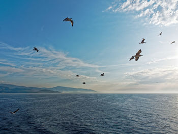 Birds flying over sea against sky