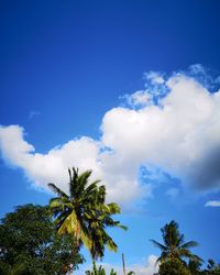 Low angle view of palm trees against blue sky