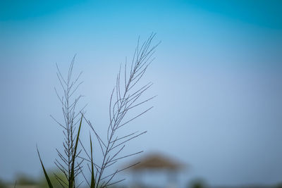 Low angle view of stalks against clear blue sky