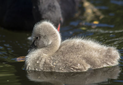 Close-up of a baby on a black swan swimming in a lake