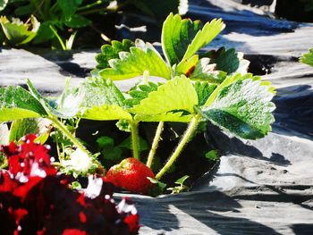 Plants growing in water