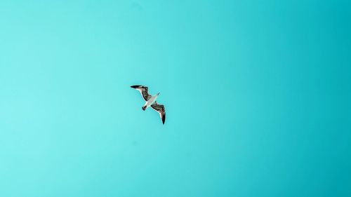 Low angle view of bird flying