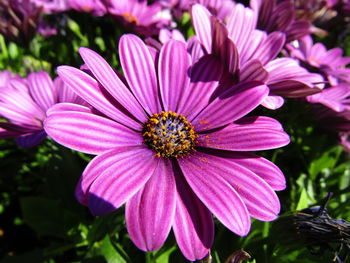 Close-up of pink flowers